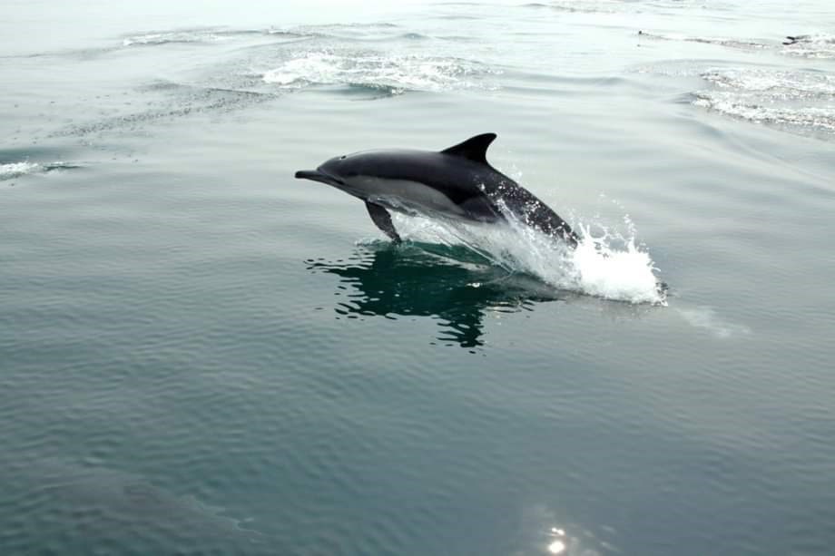 Obituary of Christian D. McCallister