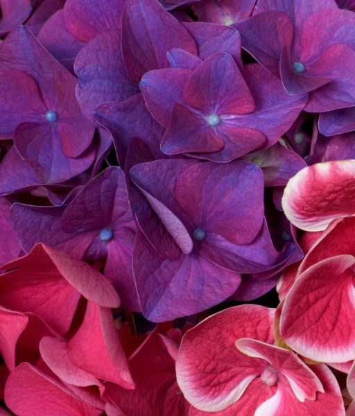 Obituary of Annie Bonner Thomson Hardman