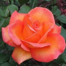 Obituary of Ann Fortney