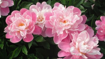 Obituary of Rena Caruso