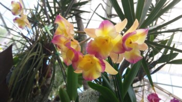 Obituary of Jean Charlotta Avery