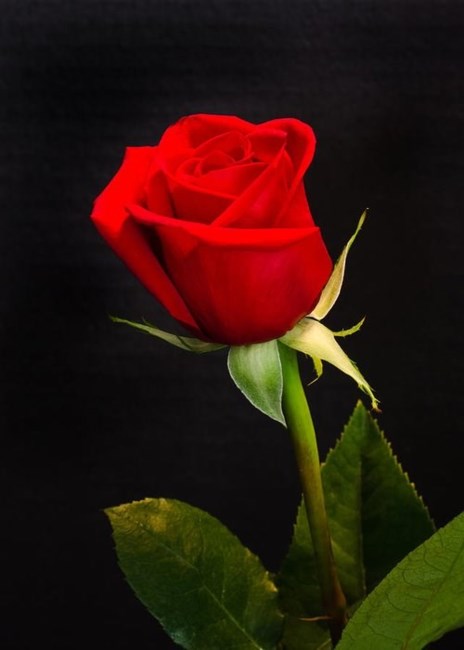 Obituary of Cheryl Takamine Grossman