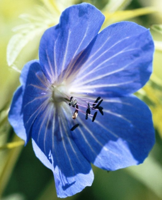 Obituary of Margaret J Gardner