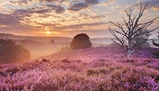 Obituary of Dr. Katalin Schmidt