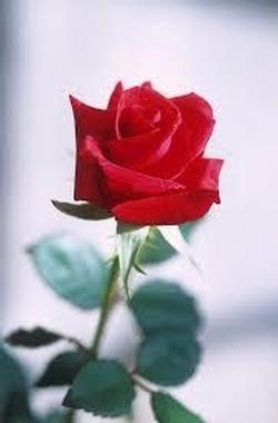 Obituary of Precious "Drew" E. Norris