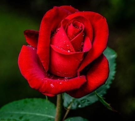 Obituary of Romelia Rodriguez