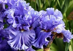 Obituary of Sherry Kay Brown