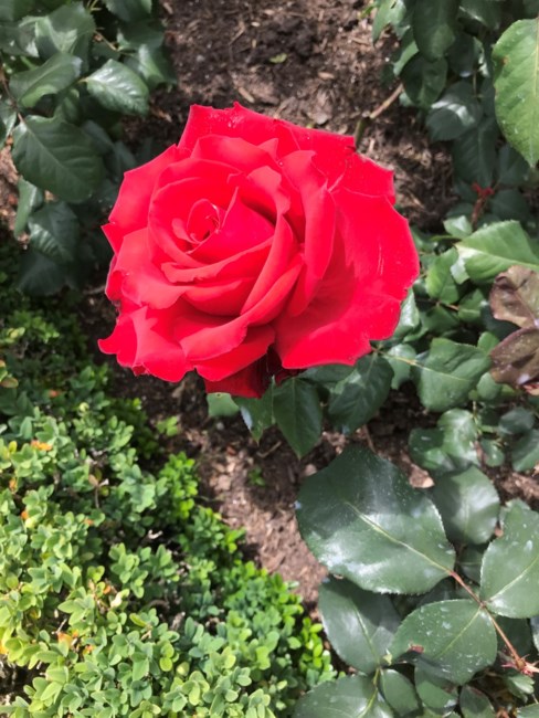 Obituary of Kathleen Irene Rose Williamson