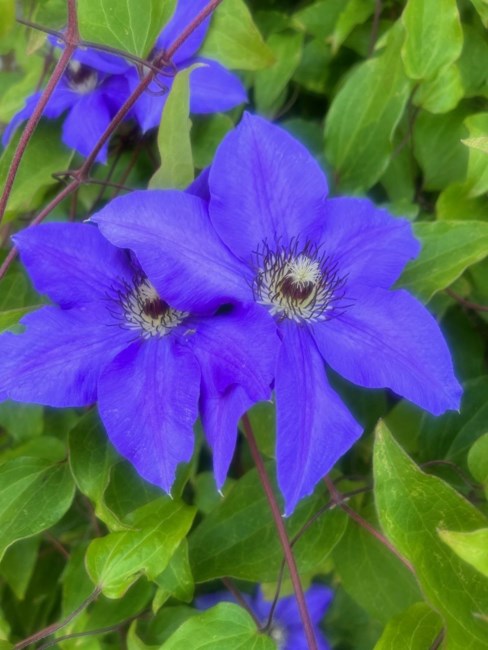 Obituary of Carol Susan Stocks