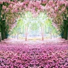 Obituary of Jo Shirley Elliott