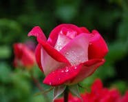 Obituary of Sandra Kay Murray