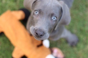 Avis de décès de Tonya Lynn McBride