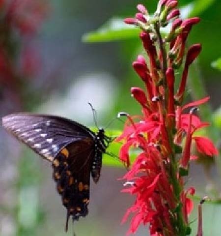 Obituary of Cynthia Louise West Teal