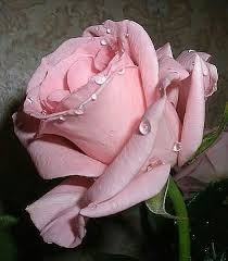 Obituary of Marilyn Rose Claussen