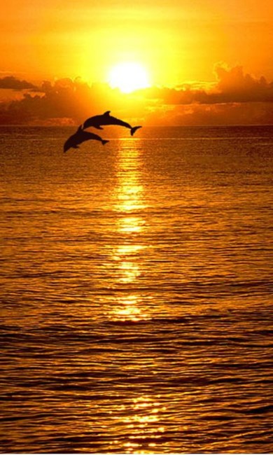 Obituary of Cheryl Dawn Husbands