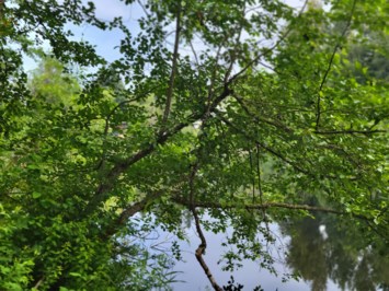 Obituary of Gregor Charles McCormick