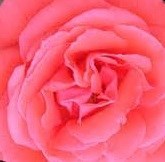 Obituary of Gladys Lee Malone