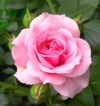 Obituary of Linda Diane Walker