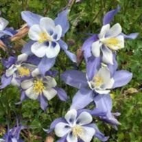 Obituary of Julia Hiller Hosea