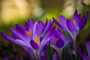 Obituario de Richard M Watson Jr.