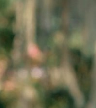 Norman Parke Obituary - Metairie, LA