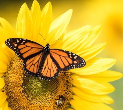 Obituario de Lucero Adriana Olivera Atilano