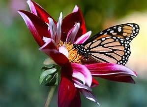 Obituary of Patricia Ann Dixon