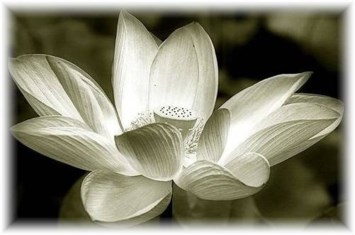 Obituary of Tran Xuan Lang