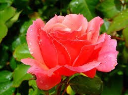 Obituary of Barbara J. Sherlock