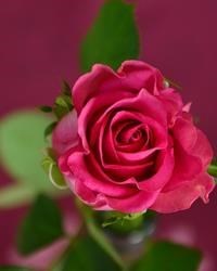 Obituary of Margaret Lee Sims