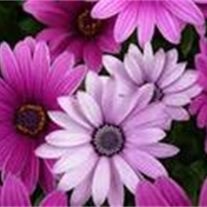 Obituary of Roylae Ilene Smith