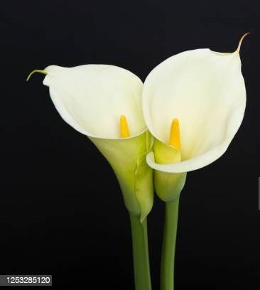 Obituary of Shumen Chen Ou