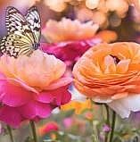 Obituary of Rachel Tami Davis