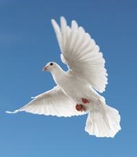 Obituary of William Leroy Roth