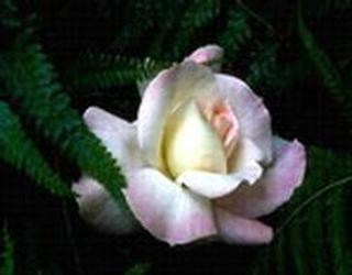 Obituary of Eleanor A. McBrine Daley