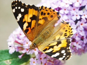 Avis de décès de Lillian Marlene Williams