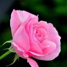 Obituary of Rita Cartledge Johnson