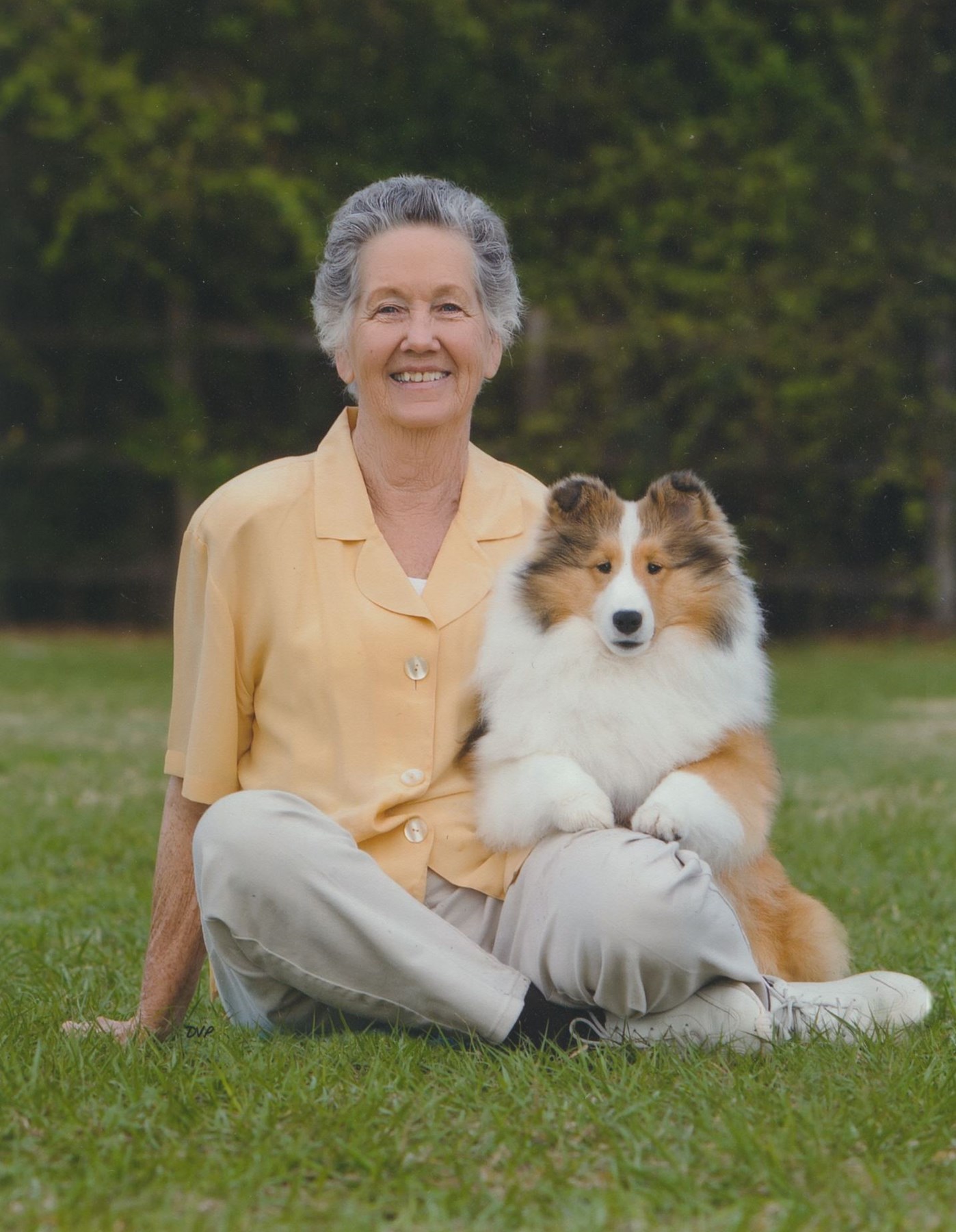 Barwood shelties sales