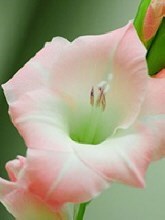 Obituary of Shirley Klos