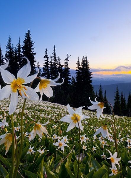 Obituary of Trieu Van Minh Phung