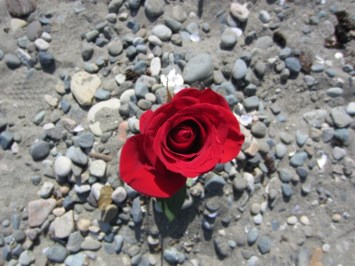 Obituary of Cassandra Collette MARTIN