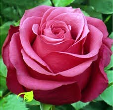 Obituary of Donna Marie McCart