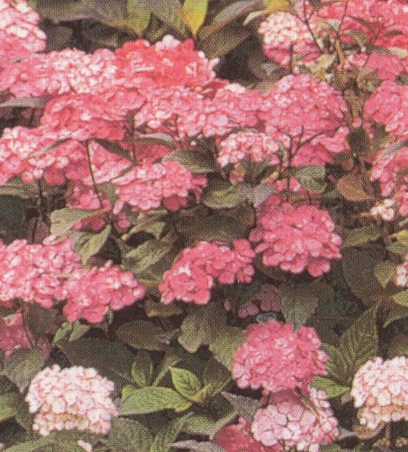 Obituary of Irene Kelly