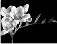 Obituary of Jane Rae Rose