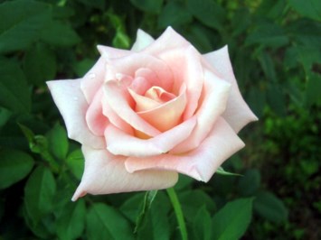 Obituary of Thoa Thi Nguyen