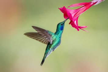 Obituary of Betty F. Biles