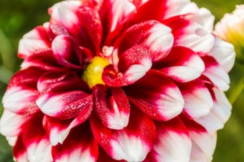 Obituary of Sarah   Palazzolo