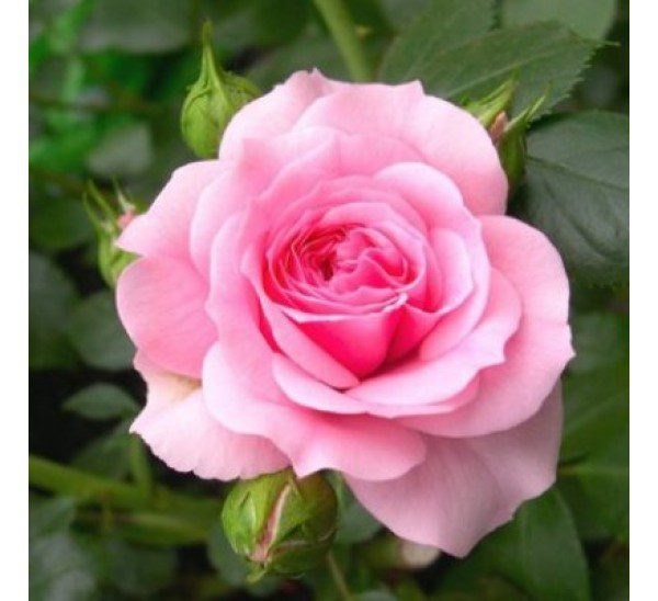 Obituary of Cleo "Pat" Dixon Meacham