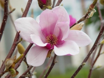 Obituary of Eleanor Hendrix