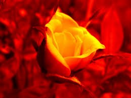 Obituary of Iris Armstrong